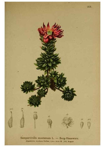 Reproducción/Reproduction 10055621503: Atlas der Alpenflora /. Wien :Eigenthum und Verlag des Deutschen und Oesterr. Alpenvereins,1882.