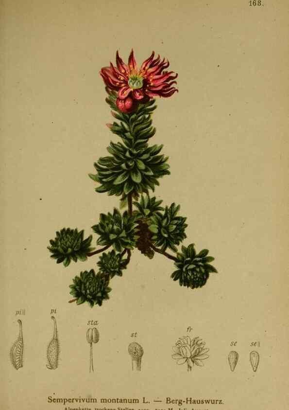 Reproducción/Reproduction 10055621503: Atlas der Alpenflora /. Wien :Eigenthum und Verlag des Deutschen und Oesterr. Alpenvereins,1882.