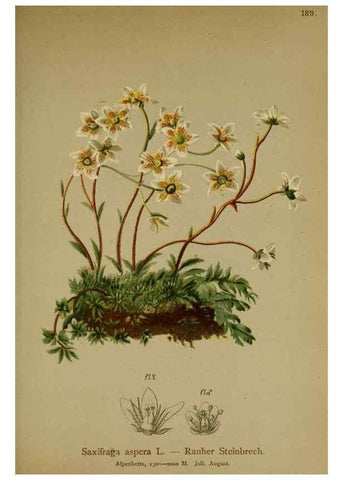 Reproducción/Reproduction 10055621196: Atlas der Alpenflora /. Wien :Eigenthum und Verlag des Deutschen und Oesterr. Alpenvereins,1882.