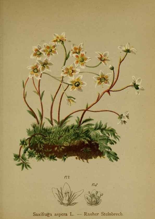 Reproducción/Reproduction 10055621196: Atlas der Alpenflora /. Wien :Eigenthum und Verlag des Deutschen und Oesterr. Alpenvereins,1882.