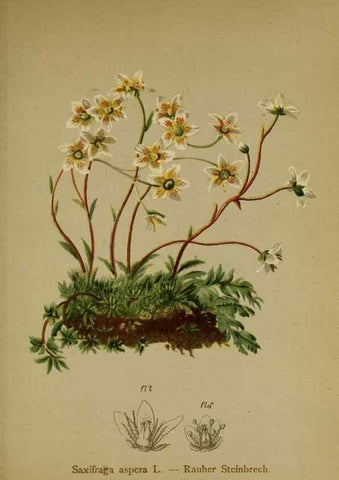 Reproducción/Reproduction 10055621196: Atlas der Alpenflora /. Wien :Eigenthum und Verlag des Deutschen und Oesterr. Alpenvereins,1882.