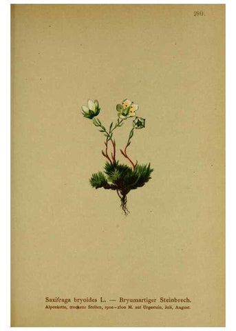 Reproducción/Reproduction 10055580355: Atlas der Alpenflora /. Wien :Eigenthum und Verlag des Deutschen und Oesterr. Alpenvereins,1882.