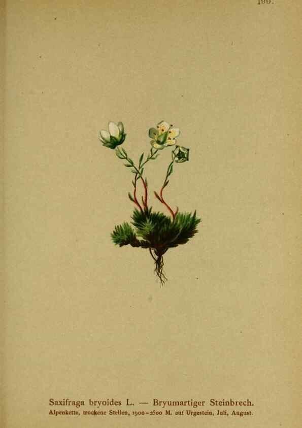Reproducción/Reproduction 10055580355: Atlas der Alpenflora /. Wien :Eigenthum und Verlag des Deutschen und Oesterr. Alpenvereins,1882.