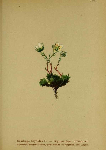Reproducción/Reproduction 10055580355: Atlas der Alpenflora /. Wien :Eigenthum und Verlag des Deutschen und Oesterr. Alpenvereins,1882.