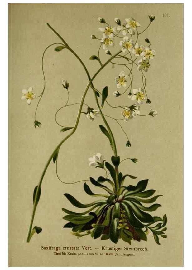 Reproducción/Reproduction 10055553974: Atlas der Alpenflora /. Wien :Eigenthum und Verlag des Deutschen und Oesterr. Alpenvereins,1882.