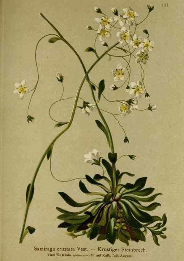 Reproducción/Reproduction 10055553974: Atlas der Alpenflora /. Wien :Eigenthum und Verlag des Deutschen und Oesterr. Alpenvereins,1882.