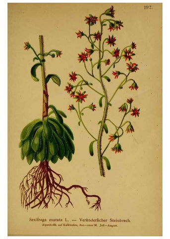 Reproducción/Reproduction 10055556274: Atlas der Alpenflora /. Wien :Eigenthum und Verlag des Deutschen und Oesterr. Alpenvereins,1882.