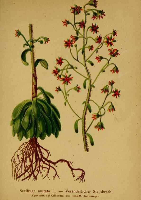 Reproducción/Reproduction 10055556274: Atlas der Alpenflora /. Wien :Eigenthum und Verlag des Deutschen und Oesterr. Alpenvereins,1882.