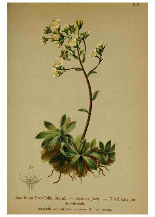 Reproducción/Reproduction 10055632296: Atlas der Alpenflora /. Wien :Eigenthum und Verlag des Deutschen und Oesterr. Alpenvereins,1882.