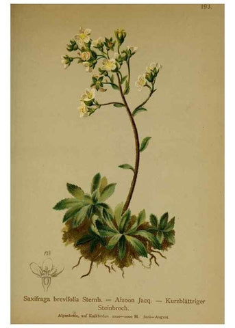 Reproducción/Reproduction 10055632296: Atlas der Alpenflora /. Wien :Eigenthum und Verlag des Deutschen und Oesterr. Alpenvereins,1882.