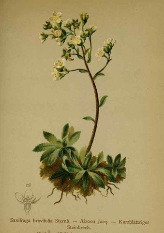 Reproducción/Reproduction 10055632296: Atlas der Alpenflora /. Wien :Eigenthum und Verlag des Deutschen und Oesterr. Alpenvereins,1882.