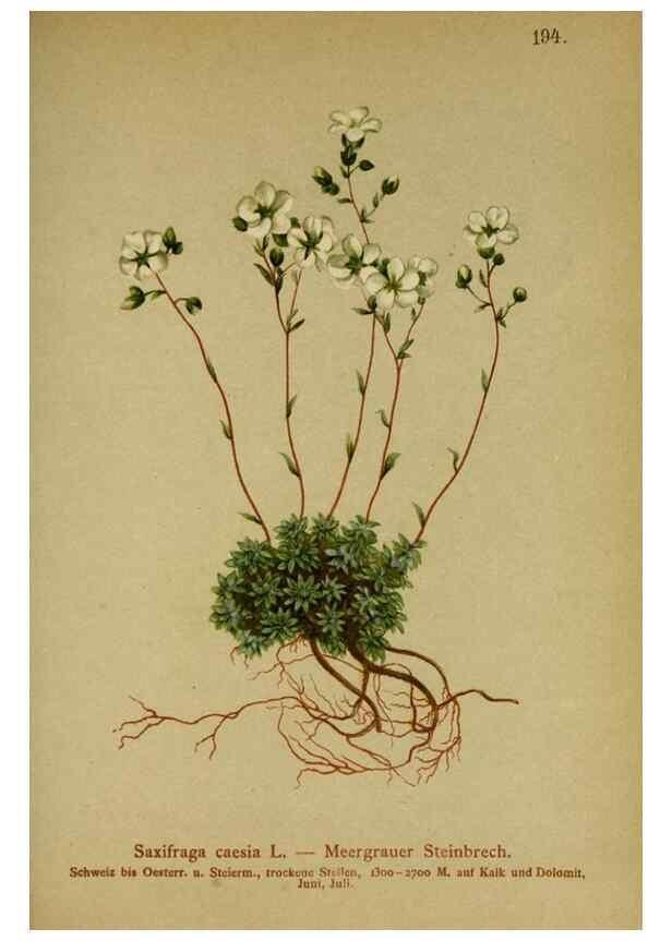 Reproducción/Reproduction 10055563054: Atlas der Alpenflora /. Wien :Eigenthum und Verlag des Deutschen und Oesterr. Alpenvereins,1882.