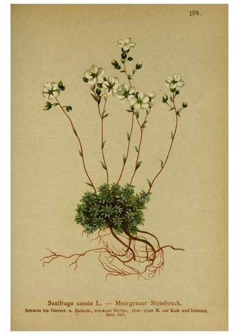Reproducción/Reproduction 10055563054: Atlas der Alpenflora /. Wien :Eigenthum und Verlag des Deutschen und Oesterr. Alpenvereins,1882.