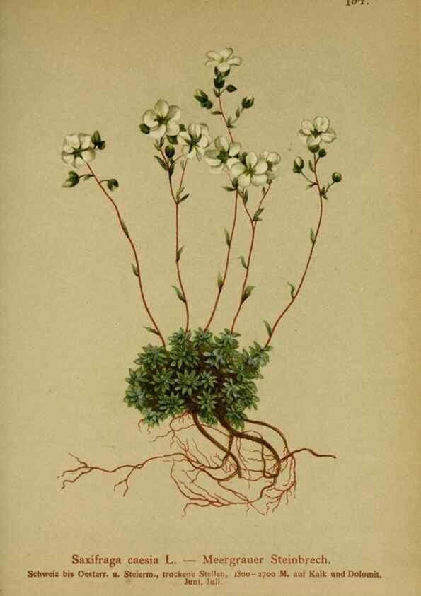 Reproducción/Reproduction 10055563054: Atlas der Alpenflora /. Wien :Eigenthum und Verlag des Deutschen und Oesterr. Alpenvereins,1882.