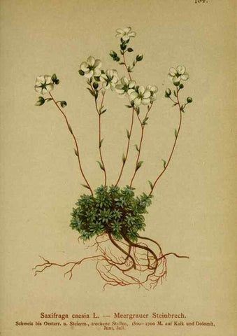Reproducción/Reproduction 10055563054: Atlas der Alpenflora /. Wien :Eigenthum und Verlag des Deutschen und Oesterr. Alpenvereins,1882.