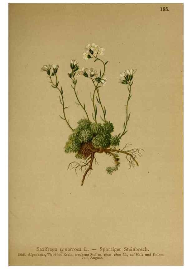Reproducción/Reproduction 10055594735: Atlas der Alpenflora /. Wien :Eigenthum und Verlag des Deutschen und Oesterr. Alpenvereins,1882.