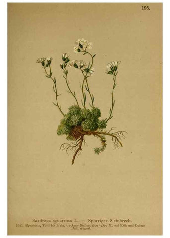 Reproducción/Reproduction 10055594735: Atlas der Alpenflora /. Wien :Eigenthum und Verlag des Deutschen und Oesterr. Alpenvereins,1882.