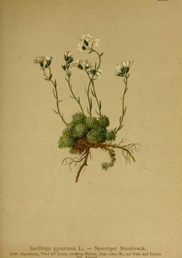 Reproducción/Reproduction 10055594735: Atlas der Alpenflora /. Wien :Eigenthum und Verlag des Deutschen und Oesterr. Alpenvereins,1882.