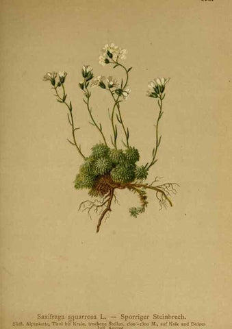 Reproducción/Reproduction 10055594735: Atlas der Alpenflora /. Wien :Eigenthum und Verlag des Deutschen und Oesterr. Alpenvereins,1882.
