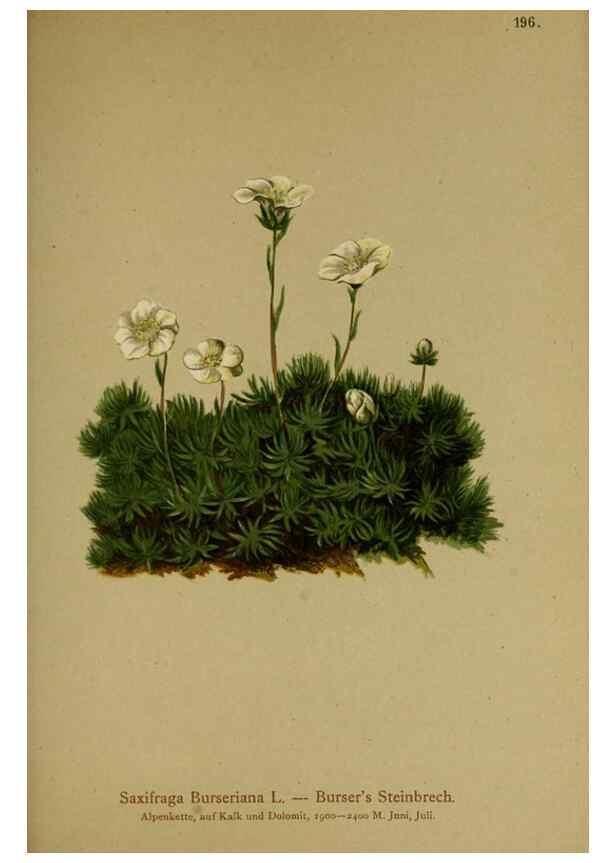 Reproducción/Reproduction 10055703313: Atlas der Alpenflora /. Wien :Eigenthum und Verlag des Deutschen und Oesterr. Alpenvereins,1882.