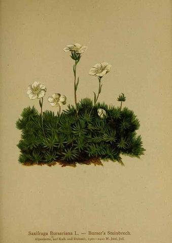 Reproducción/Reproduction 10055703313: Atlas der Alpenflora /. Wien :Eigenthum und Verlag des Deutschen und Oesterr. Alpenvereins,1882.