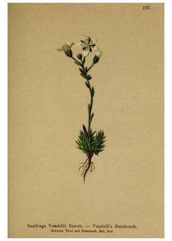 Reproducción/Reproduction 10055599455: Atlas der Alpenflora /. Wien :Eigenthum und Verlag des Deutschen und Oesterr. Alpenvereins,1882.