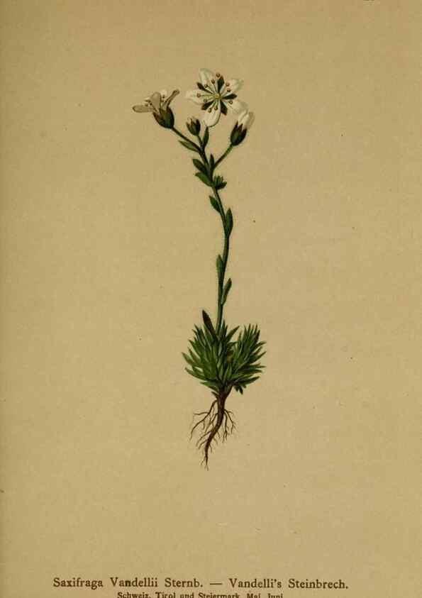 Reproducción/Reproduction 10055599455: Atlas der Alpenflora /. Wien :Eigenthum und Verlag des Deutschen und Oesterr. Alpenvereins,1882.