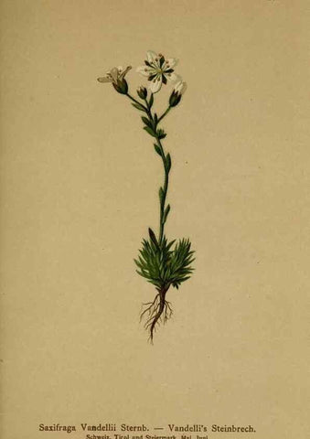Reproducción/Reproduction 10055599455: Atlas der Alpenflora /. Wien :Eigenthum und Verlag des Deutschen und Oesterr. Alpenvereins,1882.