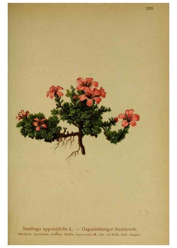 Reproducción/Reproduction 10055647866: Atlas der Alpenflora /. Wien :Eigenthum und Verlag des Deutschen und Oesterr. Alpenvereins,1882.