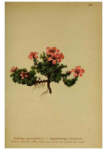 Reproducción/Reproduction 10055647866: Atlas der Alpenflora /. Wien :Eigenthum und Verlag des Deutschen und Oesterr. Alpenvereins,1882.