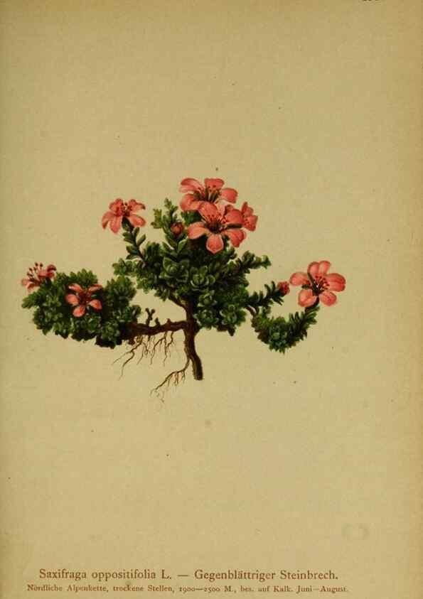 Reproducción/Reproduction 10055647866: Atlas der Alpenflora /. Wien :Eigenthum und Verlag des Deutschen und Oesterr. Alpenvereins,1882.
