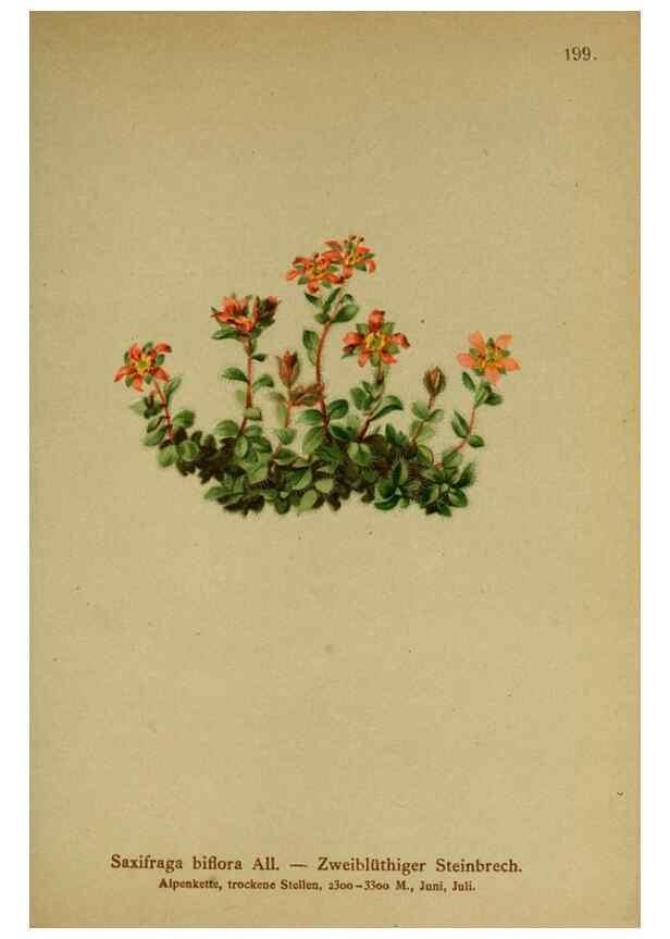 Reproducción/Reproduction 10055604785: Atlas der Alpenflora /. Wien :Eigenthum und Verlag des Deutschen und Oesterr. Alpenvereins,1882.