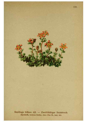 Reproducción/Reproduction 10055604785: Atlas der Alpenflora /. Wien :Eigenthum und Verlag des Deutschen und Oesterr. Alpenvereins,1882.