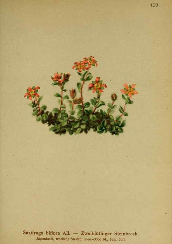 Reproducción/Reproduction 10055604785: Atlas der Alpenflora /. Wien :Eigenthum und Verlag des Deutschen und Oesterr. Alpenvereins,1882.