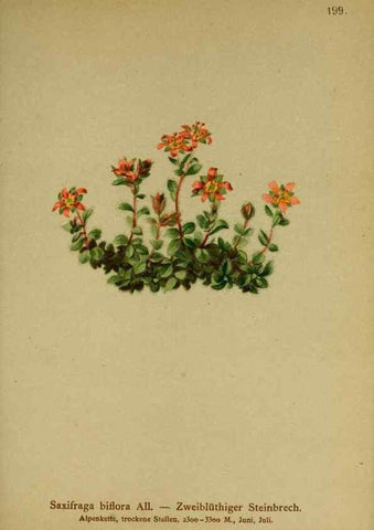 Reproducción/Reproduction 10055604785: Atlas der Alpenflora /. Wien :Eigenthum und Verlag des Deutschen und Oesterr. Alpenvereins,1882.