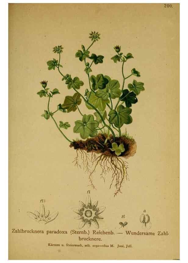 Reproducción/Reproduction 10055580074: Atlas der Alpenflora /. Wien :Eigenthum und Verlag des Deutschen und Oesterr. Alpenvereins,1882.