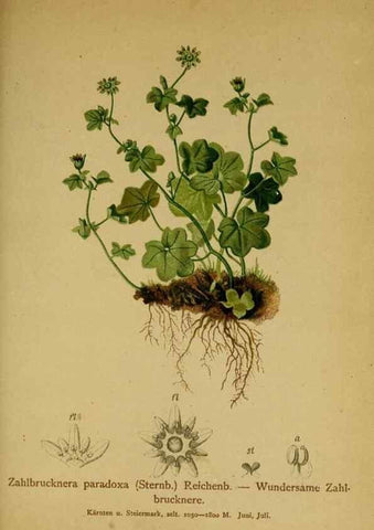 Reproducción/Reproduction 10055580074: Atlas der Alpenflora /. Wien :Eigenthum und Verlag des Deutschen und Oesterr. Alpenvereins,1882.