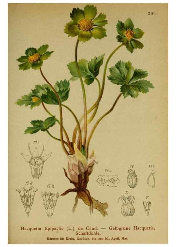 Reproducción/Reproduction 10055610765: Atlas der Alpenflora /. Wien :Eigenthum und Verlag des Deutschen und Oesterr. Alpenvereins,1882.