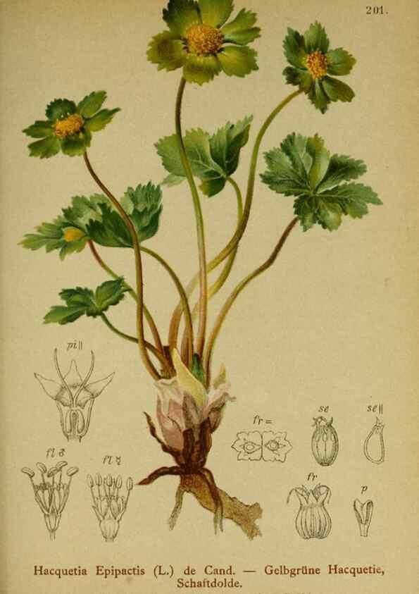 Reproducción/Reproduction 10055610765: Atlas der Alpenflora /. Wien :Eigenthum und Verlag des Deutschen und Oesterr. Alpenvereins,1882.