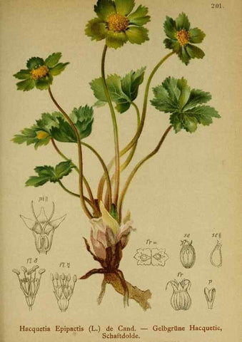 Reproducción/Reproduction 10055610765: Atlas der Alpenflora /. Wien :Eigenthum und Verlag des Deutschen und Oesterr. Alpenvereins,1882.