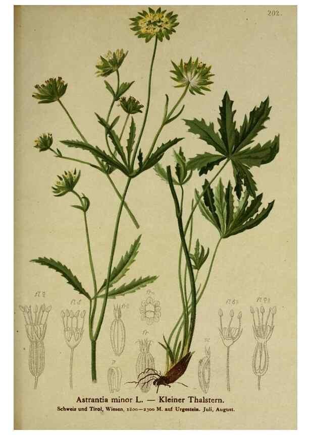 Reproducción/Reproduction 10055658916: Atlas der Alpenflora /. Wien :Eigenthum und Verlag des Deutschen und Oesterr. Alpenvereins,1882.
