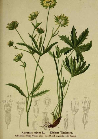 Reproducción/Reproduction 10055658916: Atlas der Alpenflora /. Wien :Eigenthum und Verlag des Deutschen und Oesterr. Alpenvereins,1882.
