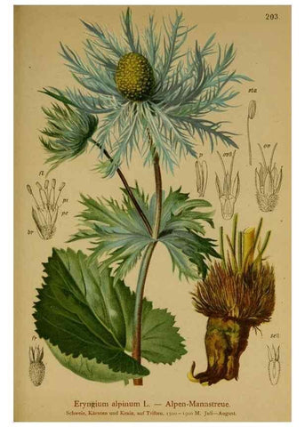 Reproducción/Reproduction 10055591084: Atlas der Alpenflora /. Wien :Eigenthum und Verlag des Deutschen und Oesterr. Alpenvereins,1882.