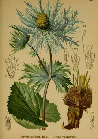 Reproducción/Reproduction 10055591084: Atlas der Alpenflora /. Wien :Eigenthum und Verlag des Deutschen und Oesterr. Alpenvereins,1882.