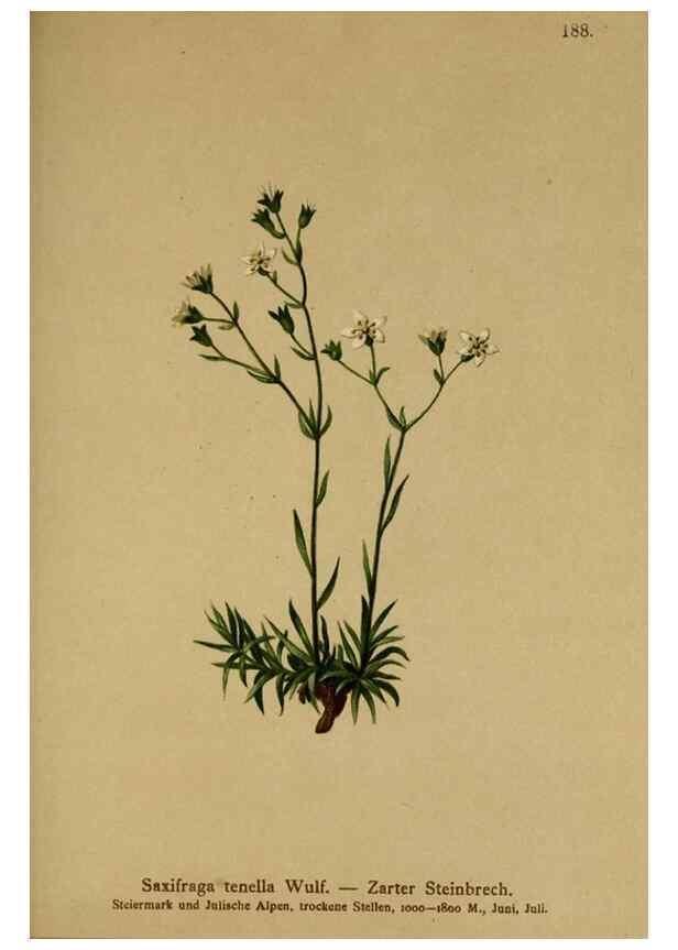 Reproducción/Reproduction 10055575205: Atlas der Alpenflora /. Wien :Eigenthum und Verlag des Deutschen und Oesterr. Alpenvereins,1882.