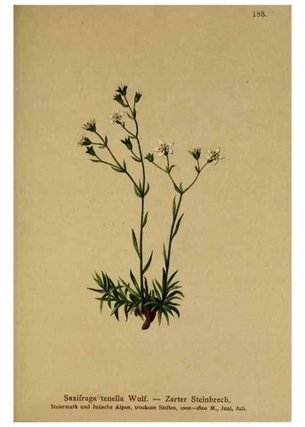 Reproducción/Reproduction 10055575205: Atlas der Alpenflora /. Wien :Eigenthum und Verlag des Deutschen und Oesterr. Alpenvereins,1882.