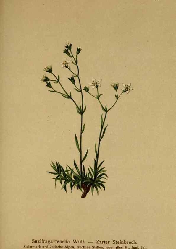 Reproducción/Reproduction 10055575205: Atlas der Alpenflora /. Wien :Eigenthum und Verlag des Deutschen und Oesterr. Alpenvereins,1882.