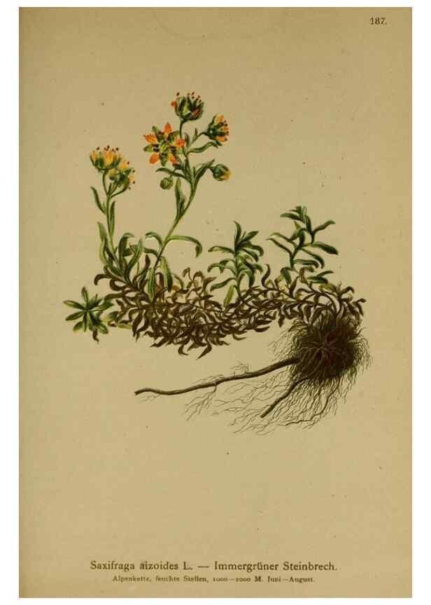 Reproducción/Reproduction 10055543134: Atlas der Alpenflora /. Wien :Eigenthum und Verlag des Deutschen und Oesterr. Alpenvereins,1882.