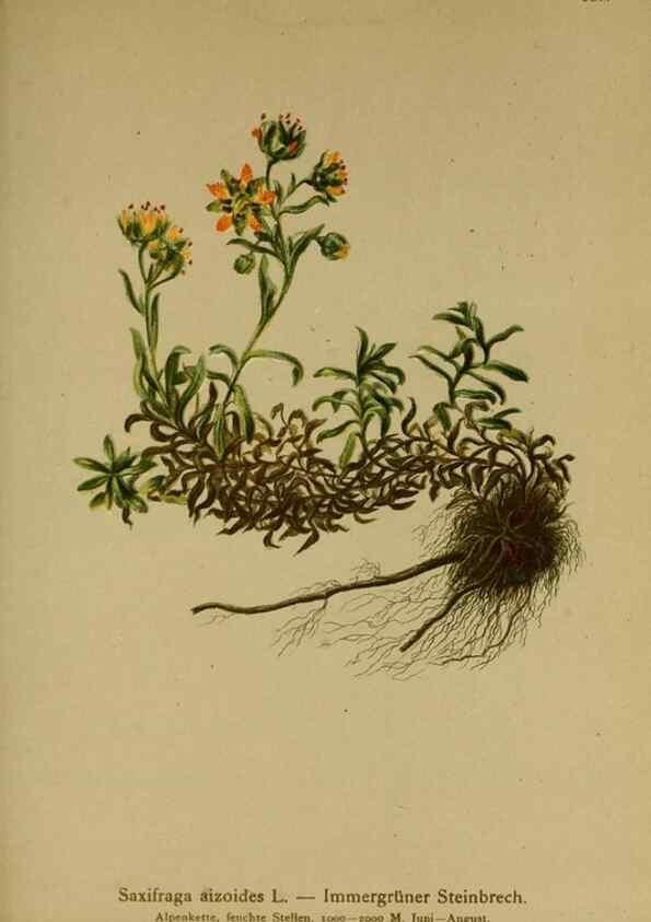 Reproducción/Reproduction 10055543134: Atlas der Alpenflora /. Wien :Eigenthum und Verlag des Deutschen und Oesterr. Alpenvereins,1882.