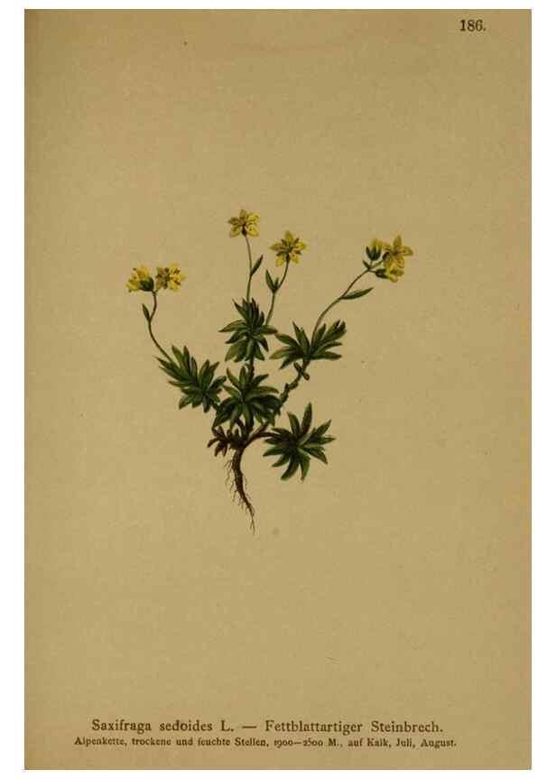 Reproducción/Reproduction 10055612656: Atlas der Alpenflora /. Wien :Eigenthum und Verlag des Deutschen und Oesterr. Alpenvereins,1882.